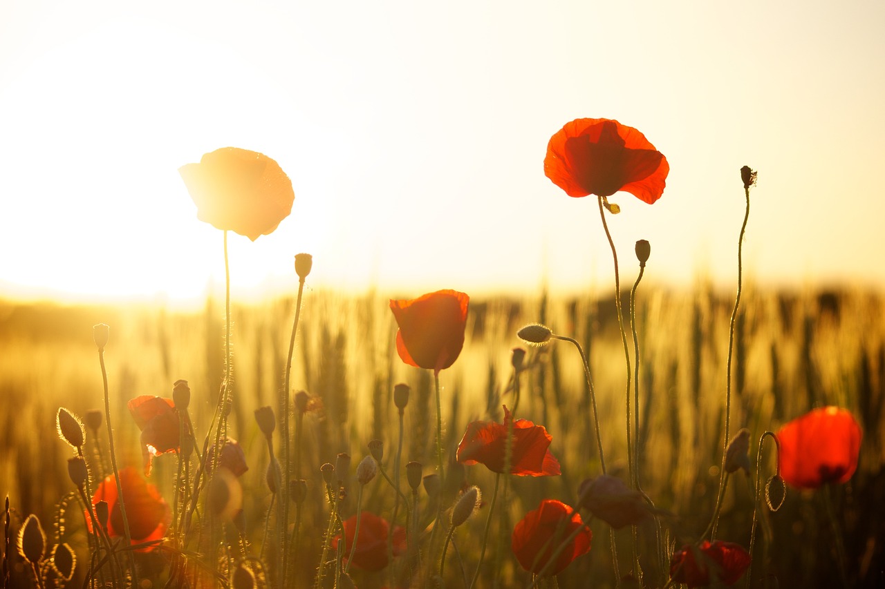 poppies, wallpaper 4k, field-174276.jpg